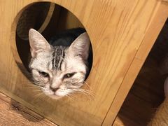 -more than meow吴止猫主题餐厅(承德 中船汇店)