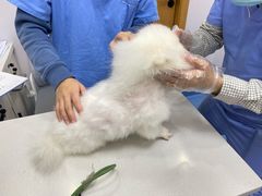 -博特宠物医院24h犬猫全科.骨科·异宠