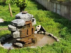 -中国大熊猫保护研究中心雅安碧峰峡基地