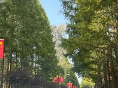 -黄海国家森林公园