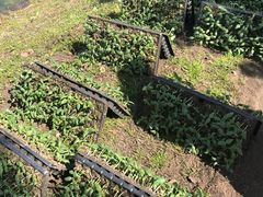 豇豆苗-上海多利农业发展有限公司