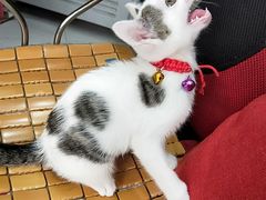 -八婆婆烧仙草(中山路店)