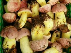 -佳缘野生菌食府