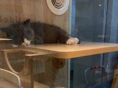 -BABIT巴比特宠物(MOMOPARK店)