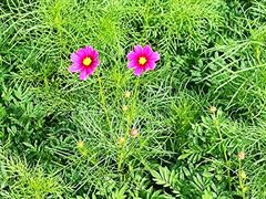 -前小桔亲子创意农场·草莓采摘·露营烧烤