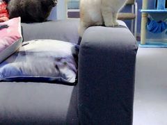 -喵的天空名猫咖啡馆·撸猫·猫舍·用品
