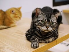 -有喵·猫咖·狗咖·30几只猫10只小狗(岗厦店)