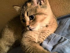 -瑞鹏宠物医院·骨科·猫科·内科(第一中心)