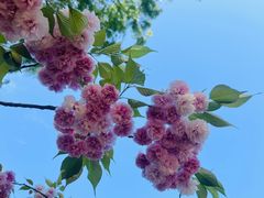 -莲花池公园