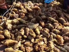 -青岛沙子口国家中心渔港