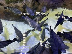 -上海海洋水族馆