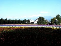 -富田农场