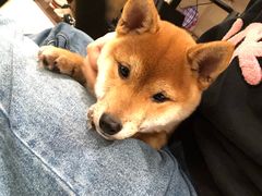 -逗柴咖啡屋·狗咖猫咖宠物桌游