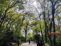 -紫金山山顶公园