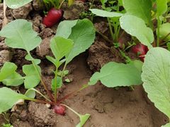 -万源龙顺度假庄园生态观光园