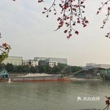 木棉花开 飞絮濛濛