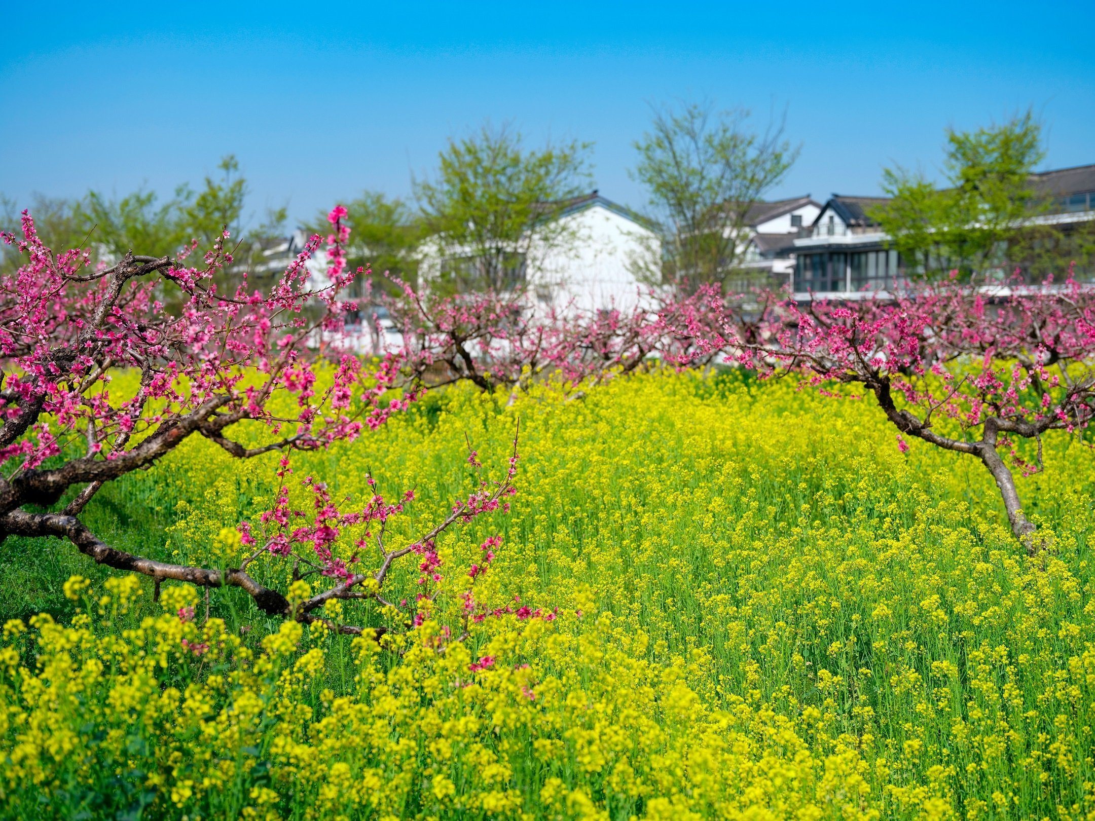 方圆生态园的桃花与油菜花浪漫邂逅