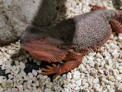 -酷以爬仙阁实体爬宠店·守宫·蜥蜴·专业繁育