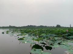 -白洋淀景区