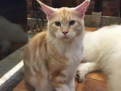 -more than meow吴止猫主题餐厅(承德 中船汇店)