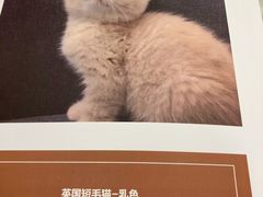 -袖虎·猫馆(体育西路店)