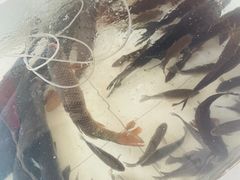 -金台阶鱼馆(于桥水库店)