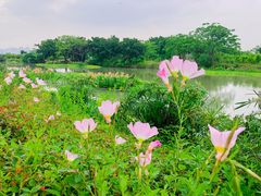 -三垟湿地