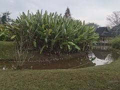 -中国科学院西双版纳热带植物园