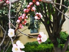 -思念果岭悦温泉