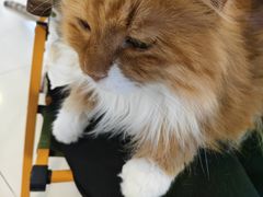 -平行世界·猫咖(首经贸店)