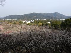 -香雪海