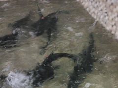 -陈大锅·岳阳鱼馆·地道岳阳菜(美食街店)