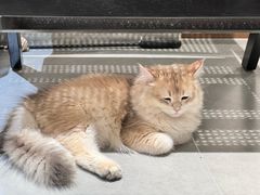 -琪喵猫屋·撸猫猫咖·猫舍