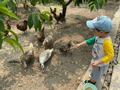 -樂桃源奉贤黄桃种植采摘基地