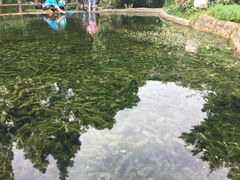 -成都市活水公园