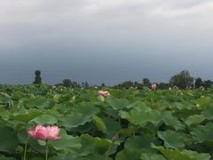 -桤木河湿地公园