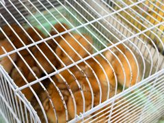 -双季花艺园艺市场(浦东店)