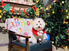 -百好乐宠物友好餐厅(朝外大街店)