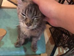-猫色咖啡·猫咖