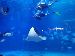 -烟台海昌鲸鲨海洋公园