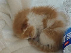 -瑞派福兴宠物医院犬猫全科·骨科·中西医结合(河东店)