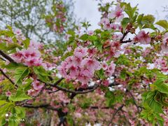-顾村公园