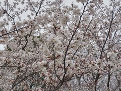 -径山花海