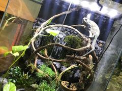 -上海大自然野生昆虫馆(东方明珠·爬宠昆虫探索中心)