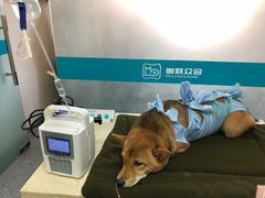 -美联众合动物医院·24h京西诊疗中心
