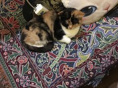 -猫色咖啡·猫咖