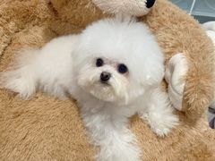 -Pets First伊珊娜洗护·精致美容·家庭式寄养(新会路店)