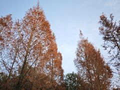 -白鹭湾湿地公园