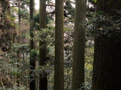 -天目山大树王景区