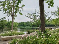 -新江湾城公园
